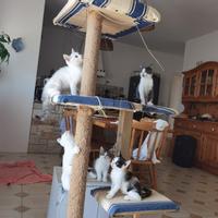 Adotta gattini