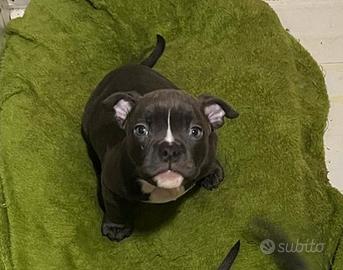 Cuccioli American bully