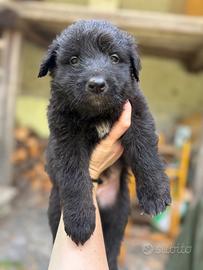 Cucciolo Pastore del Lagorai