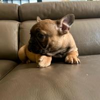 Cuccioli bulldog francese Fulvi Red
