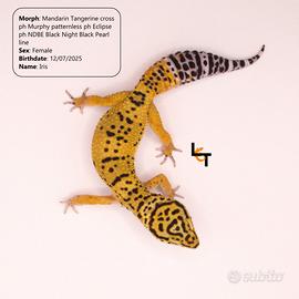 Geco Leopardino