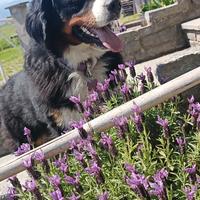 Femmina disponibile per accoppiamento