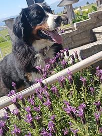 Femmina disponibile per accoppiamento