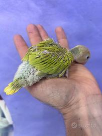 Partocchetto dal collare