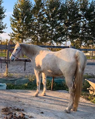 Leila Argentina 15 anni