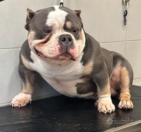 AmericanBully Extreme Pocket