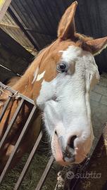 Puledro di quasi 24 mesi