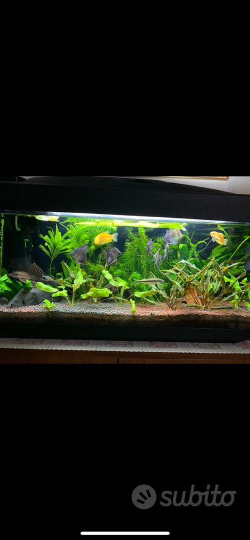 Allestimento acquario 100 litri 