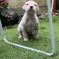 Cuccioli di tre di dogo