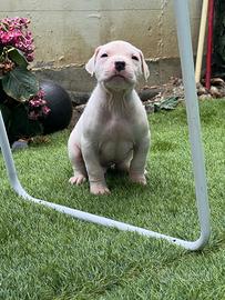 Cuccioli di tre di dogo