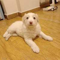 Cuccioli Border Collie