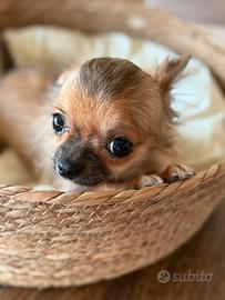 Chihuahua cucciolina stupenda