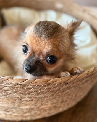Chihuahua cucciolina stupenda