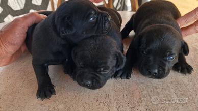 Staffordshire bull terrier