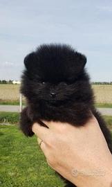 Spitz di pomerania