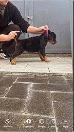 Rottweiler con pedegre ENCI (selezionati)
