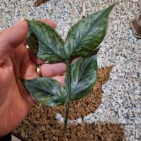 talee di polneura da radicare 