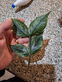 talee di polneura da radicare 