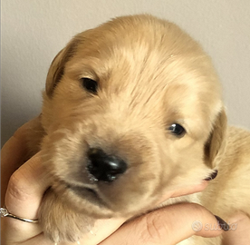 Cuccioli Golden angloamericano