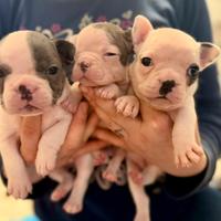 Bulldog francese cuccioli disponibili