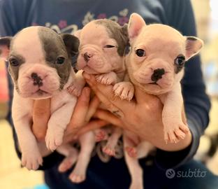 Bulldog francese cuccioli disponibili