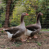 Oche Tolosa e campidoglio