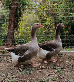 Oche Tolosa e campidoglio