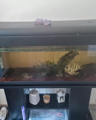 acquario 