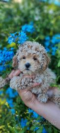 Cuccioli di Maltipoo