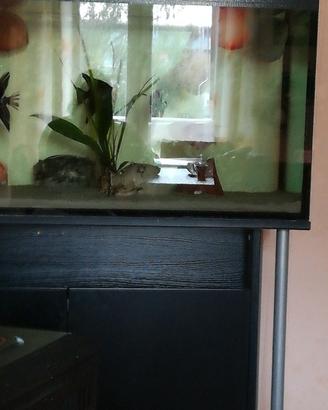 acquario 200L