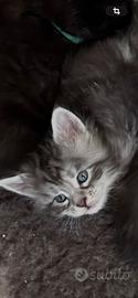 Cucciole Maine coon