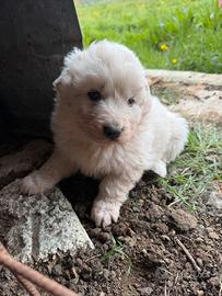 Cuccioli di Maremmano