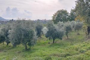 TER. AGRICOLO A PAROLISE