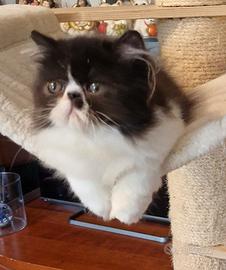 cucciolo di gatto persiano