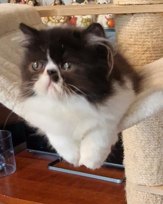 cucciolo di gatto persiano