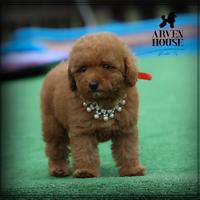 Disponibili BARBONCINO TOY E MINI