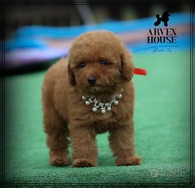 Disponibili BARBONCINO TOY E MINI