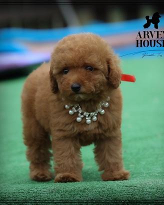 Disponibili BARBONCINO TOY E MINI