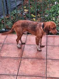 Cane da caccia