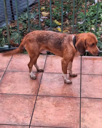 Cane da caccia