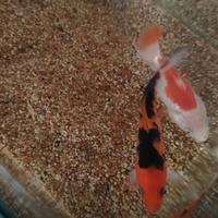 Pesci fancy : Shubunkin, carpa koi