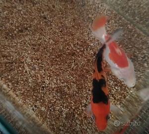 Pesci fancy : Shubunkin, carpa koi
