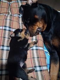Cuccioli di Rottweiler