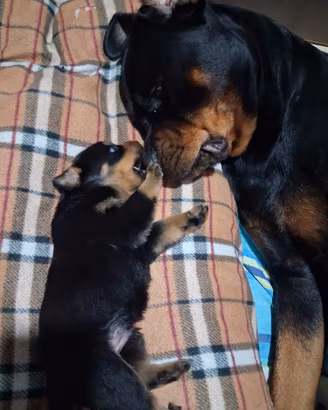 Cuccioli di Rottweiler