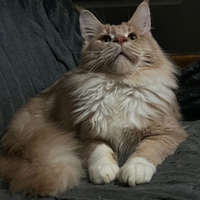 Monta/accoppiamento maine coon