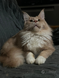Monta/accoppiamento maine coon