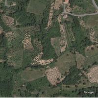 Uliveto in provincia di Cosenza