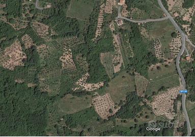 Uliveto in provincia di Cosenza