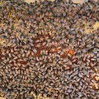 Nucleo Famiglia Api Mellifera 