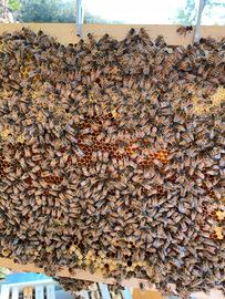 Nucleo Famiglia Api Mellifera 